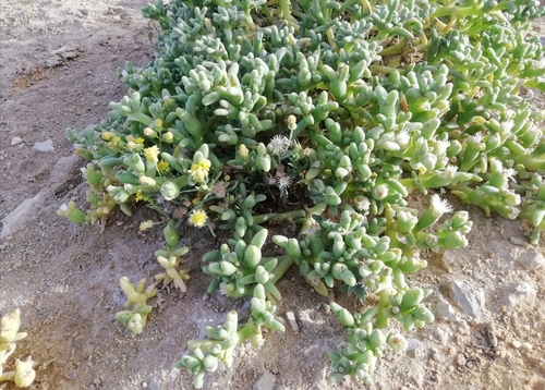 Mesembryanthemum cryptanthum