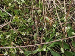 Moenchia erecta octandra