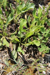 Globularia bisnagarica