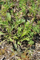 Globularia bisnagarica