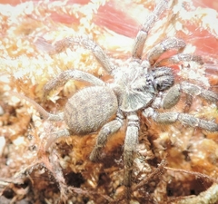 Ischnothele digitata