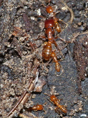 Dorylus helvolus