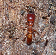 Dorylus helvolus