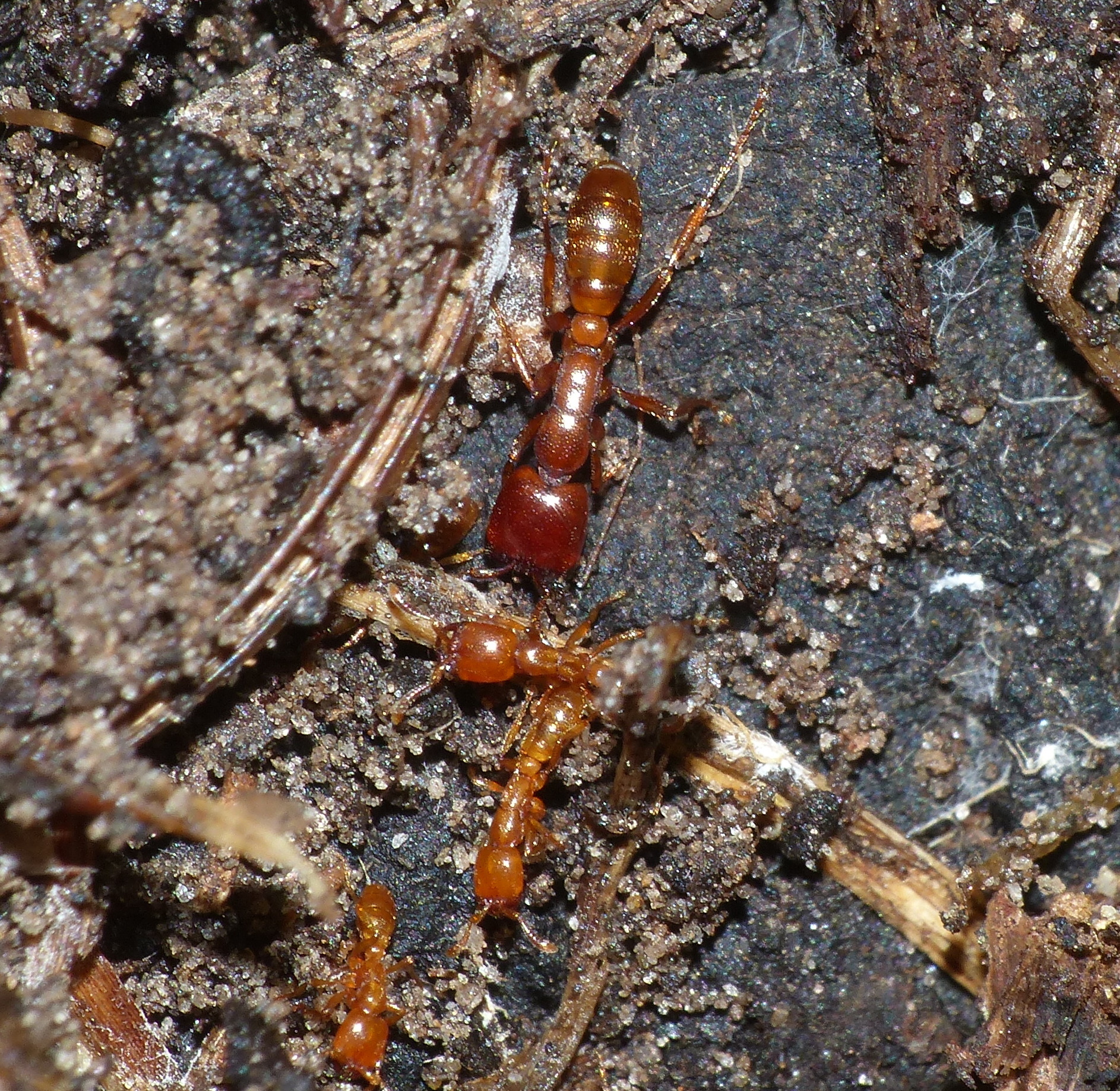 siafu ants eating people