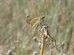 Hesperia leonardus pawnee