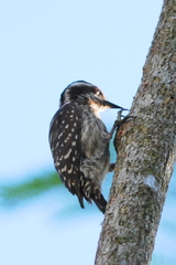 Yungipicus moluccensis