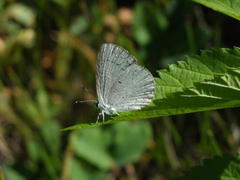 Celastrina humulus