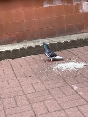 Columba livia domestica