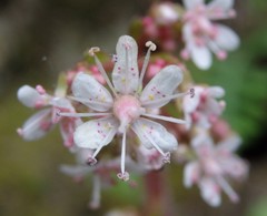 Saxifraga spathularis