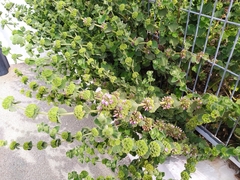 Marrubieae