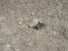 Erynnis persius