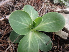 Hylotelephium caucasicum