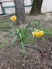 Narcissus pseudonarcissus
