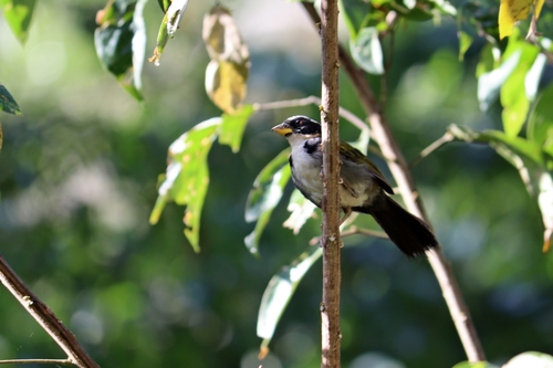 Half-collared Sparrow (Arremon semitorquatus), photo 7