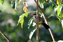 Arremon semitorquatus