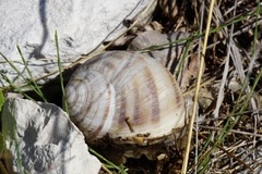 Helix secernenda