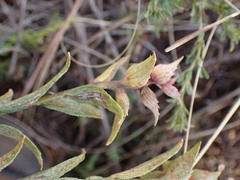 Acalypha caperonioides