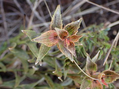 Acalypha caperonioides