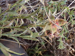 Acalypha caperonioides