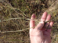 Dolichos angustifolius