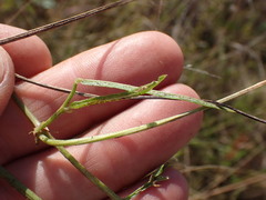 Dolichos angustifolius