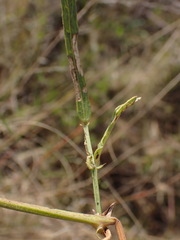 Dolichos angustifolius