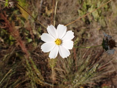 Cosmos bipinnatus