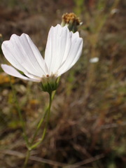 Cosmos bipinnatus