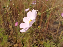Cosmos bipinnatus