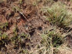 Senecio lydenburgensis