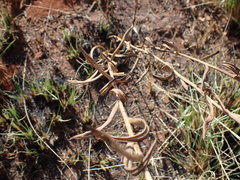 Senecio lydenburgensis