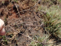 Senecio lydenburgensis