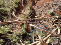 Senecio lydenburgensis