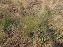 Trichanthecium natalense