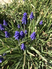 Muscari botryoides