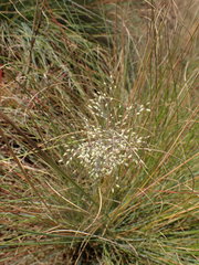 Trichanthecium natalense