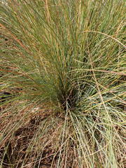 Trichanthecium natalense