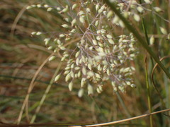 Trichanthecium natalense