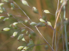 Trichanthecium natalense