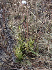 Senecio erubescens crepidifolius
