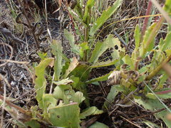 Senecio erubescens crepidifolius