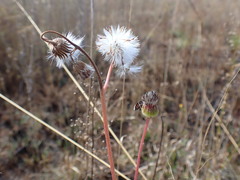 Senecio erubescens crepidifolius