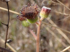 Senecio erubescens crepidifolius
