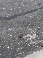 Passer domesticus domesticus