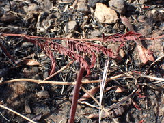 Chamaecrista mimosoides