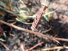 Chamaecrista mimosoides