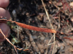 Chamaecrista mimosoides
