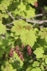 Ribes biebersteinii