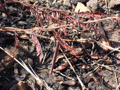 Chamaecrista mimosoides