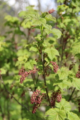 Ribes biebersteinii